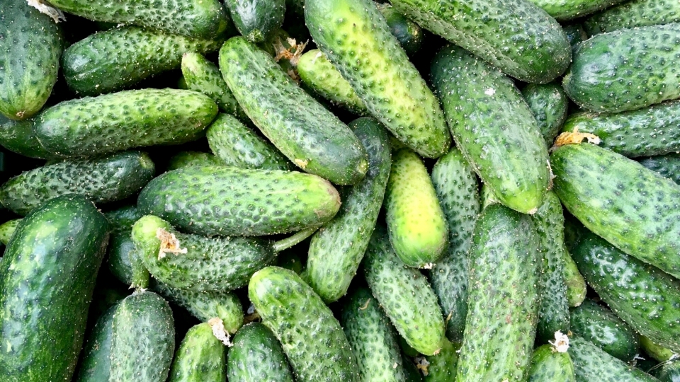 Pijmme objednvky na okurky nakladaky balen 10Kg (cena 39 K/kg)